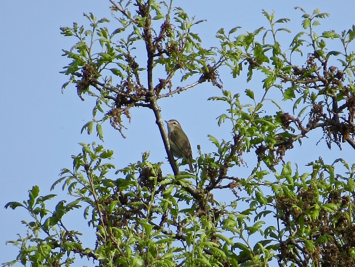 Warbling Vireo (Western) - ML25712261