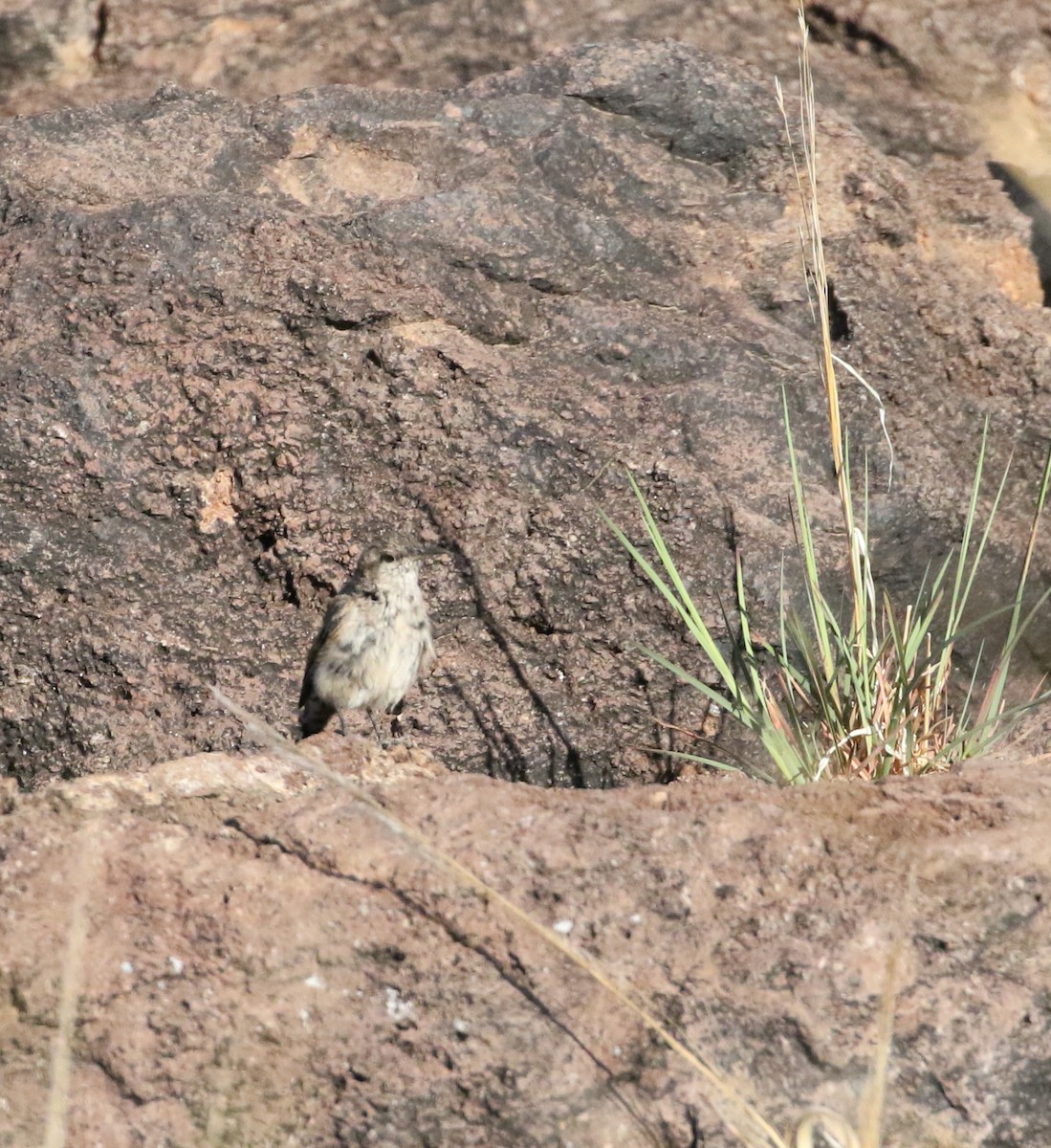 Rock Wren - Brooke Smith