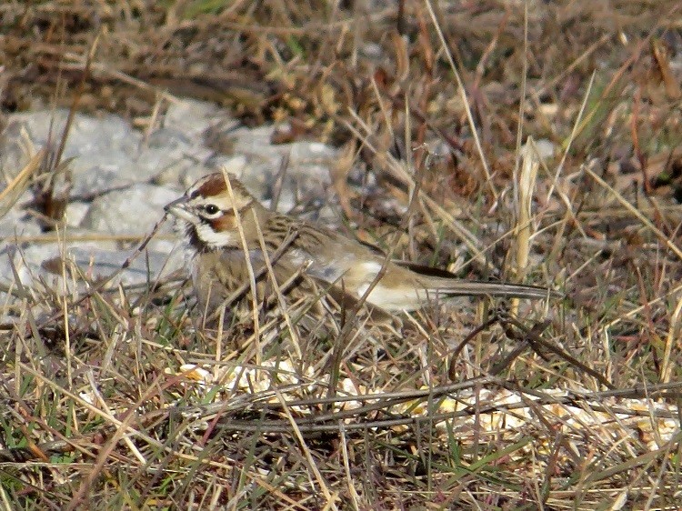 Lark Sparrow - ML257124181