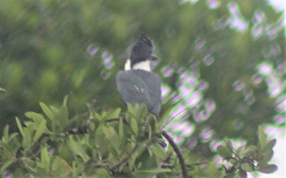 Martin-pêcheur à ventre roux - ML257124461