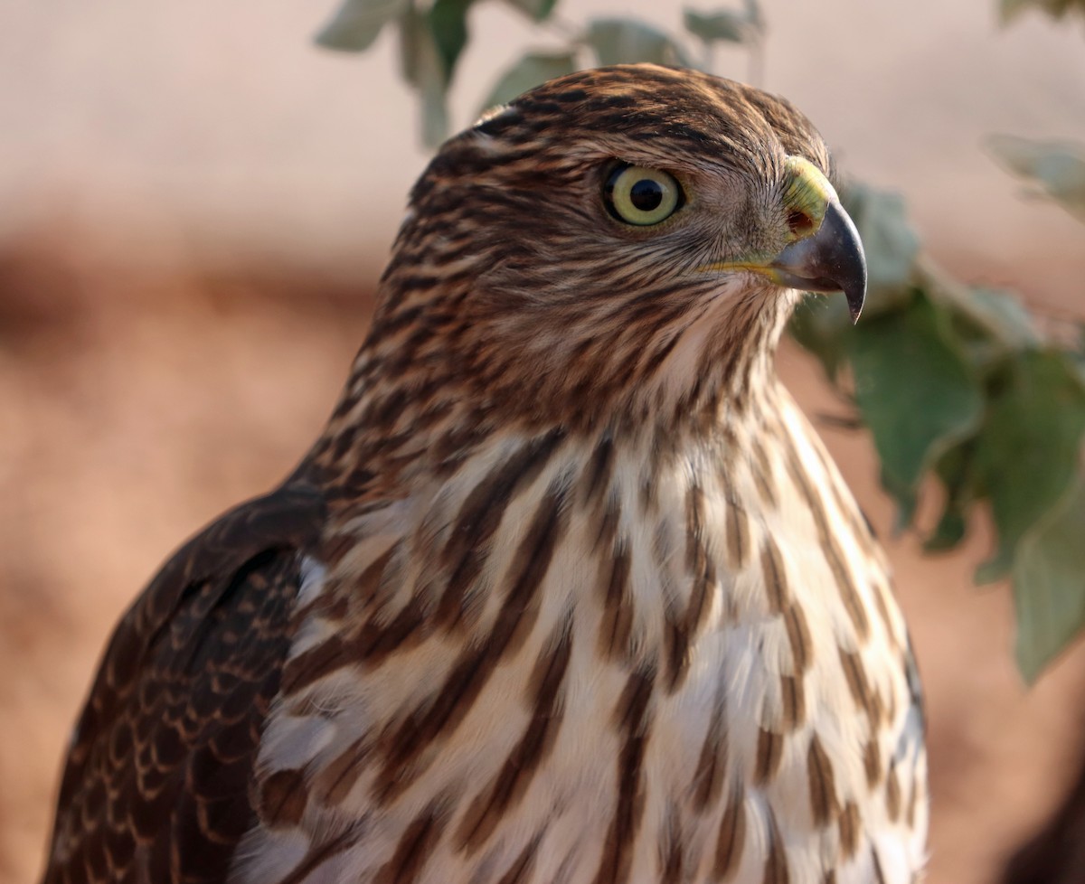 eBird Checklist - 22 Aug 2020 - Meteor Crater RV Park (check in at ...