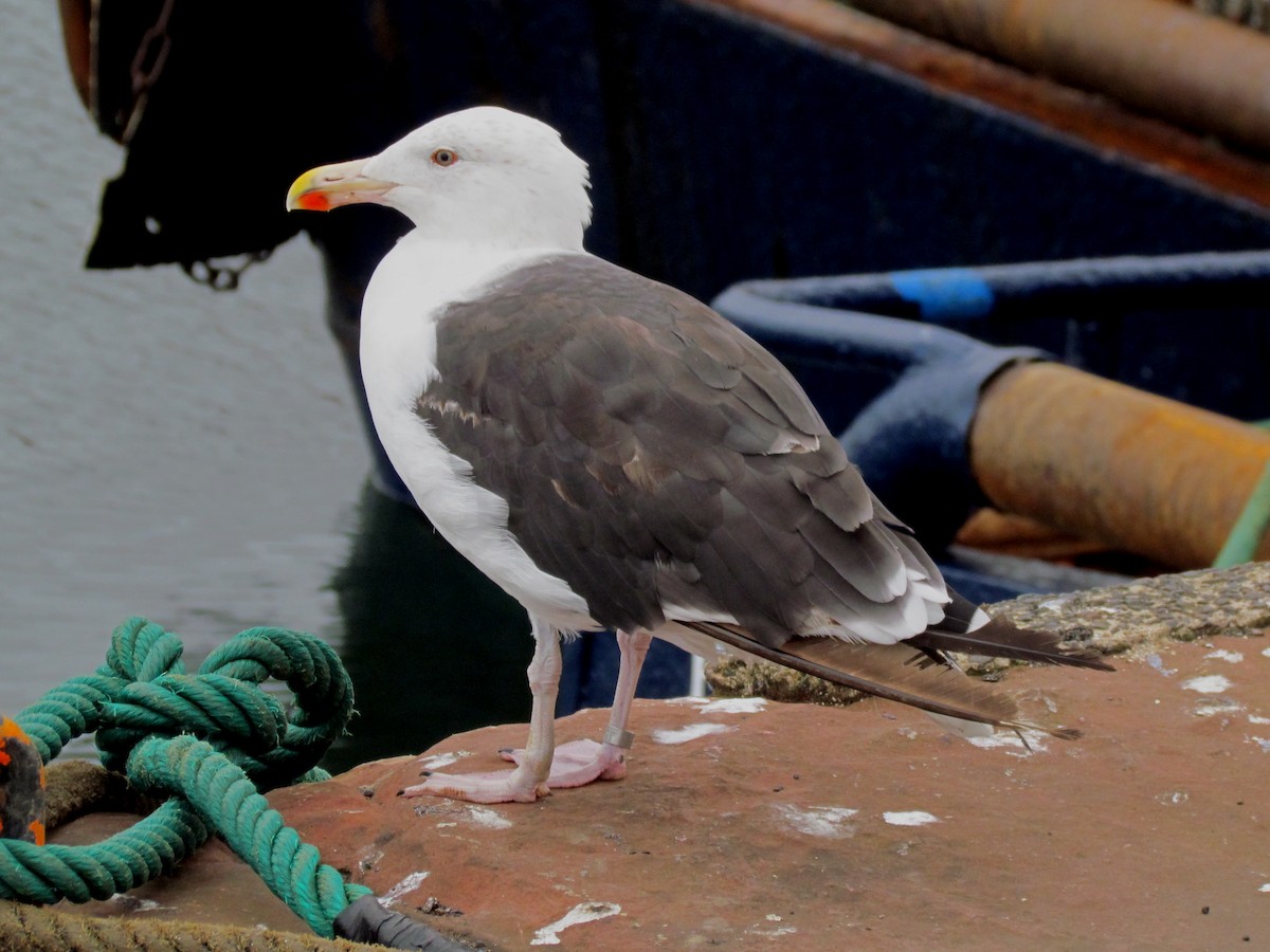 Great Black-backed Gull - ML25712801