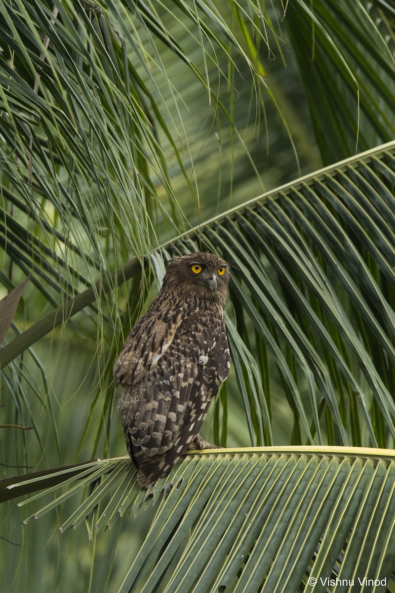 Brown Fish-Owl - Vishnu Vinod