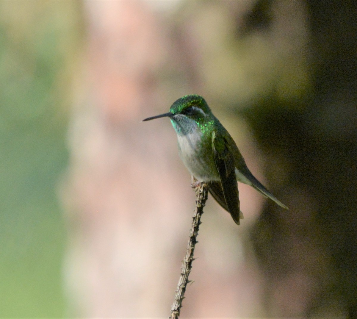 Green-throated Mountain-gem - ML257128421