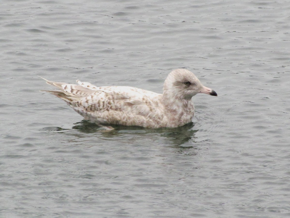 Glaucous Gull - ML25712851