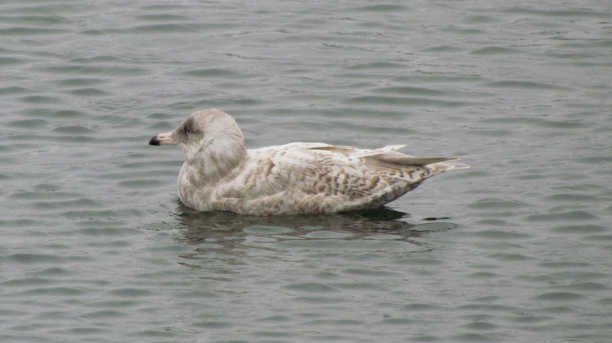 Glaucous Gull - ML25712861