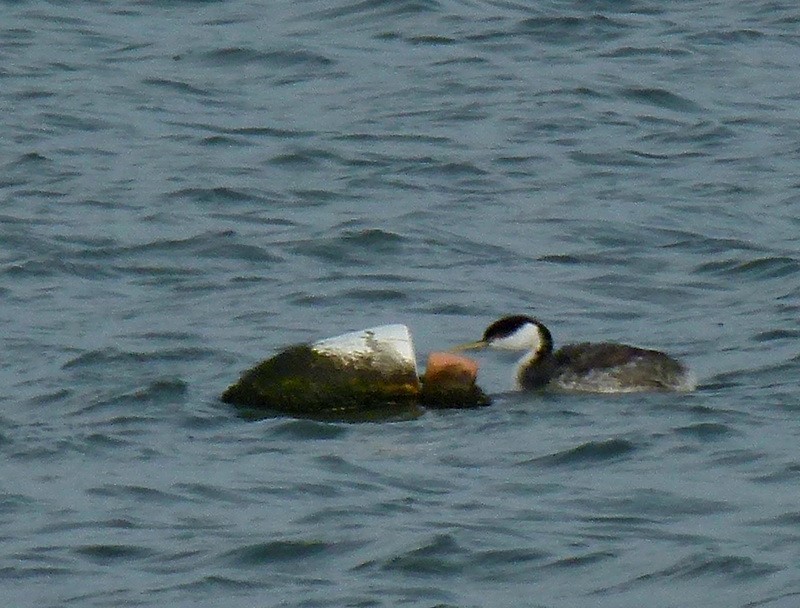 Western Grebe - ML257129181