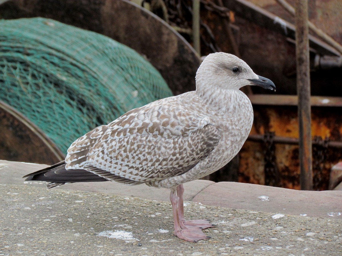 Herring Gull - ML25712981