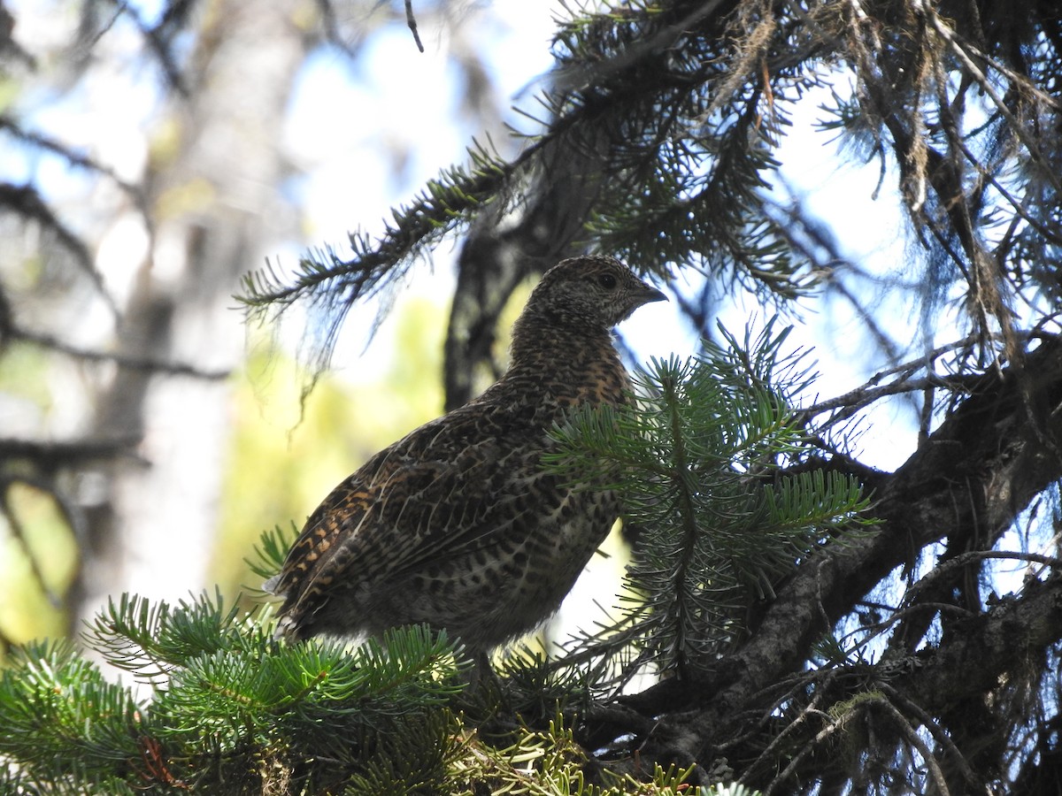 Spruce Grouse - Cole Gaerber