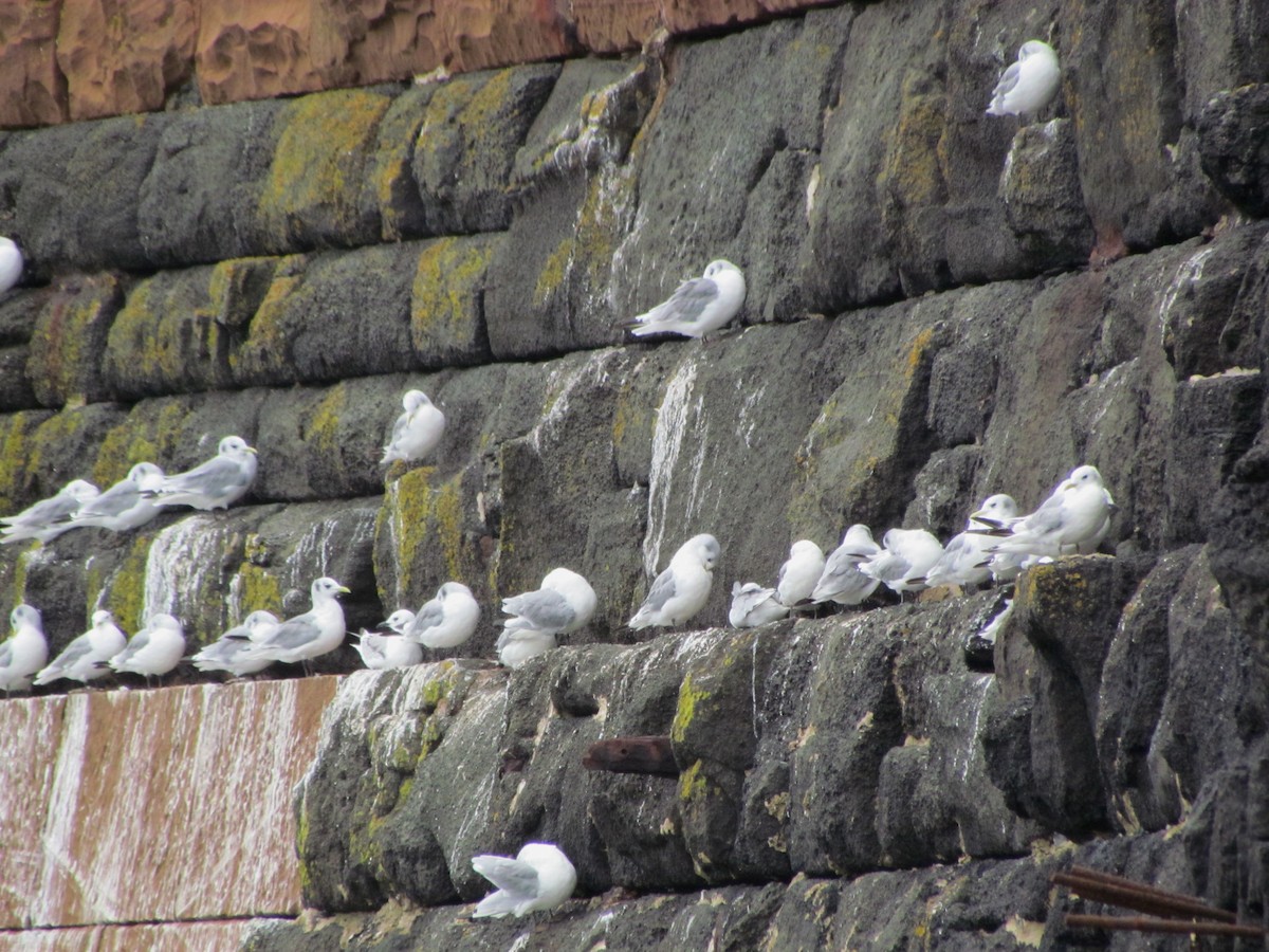 Black-legged Kittiwake - ML25712991