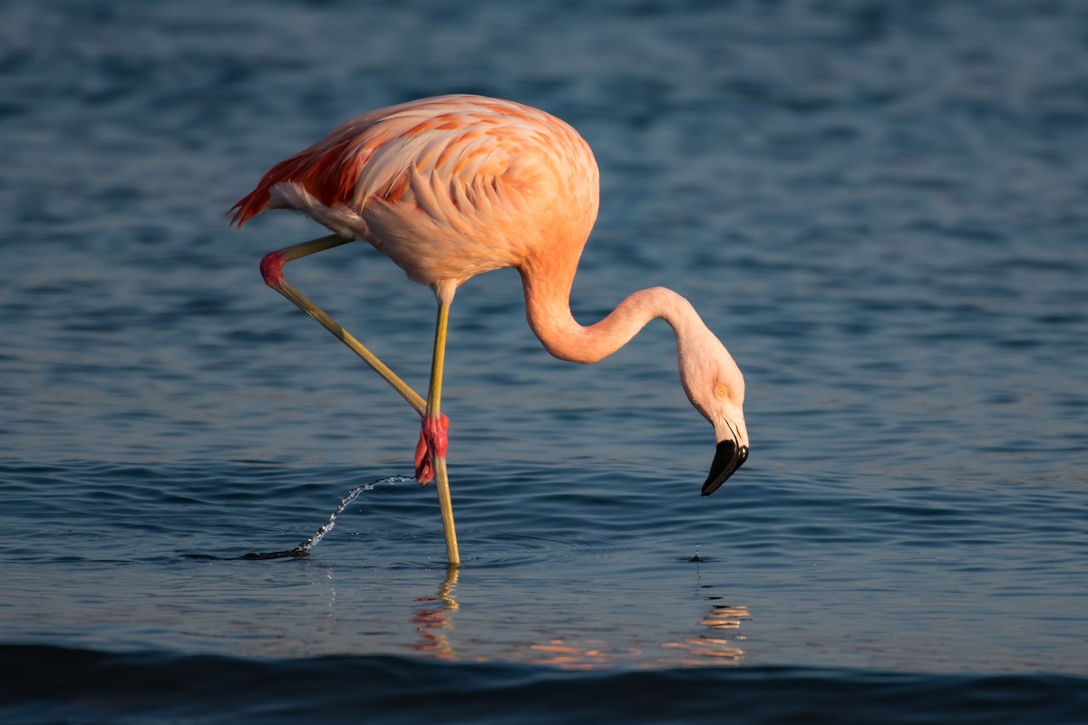 Chilean Flamingo - ML257129951