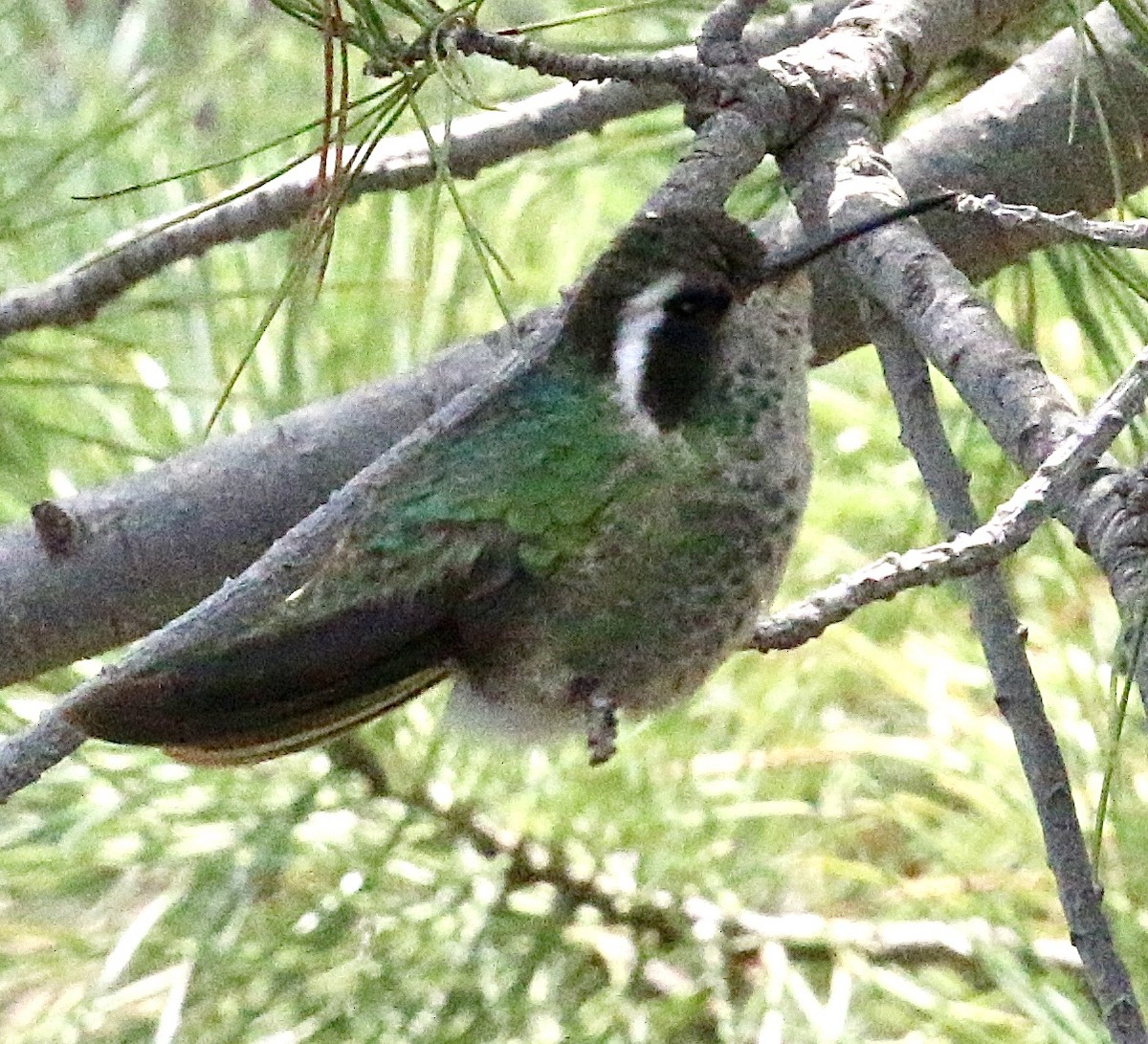 White-eared Hummingbird - ML257129971