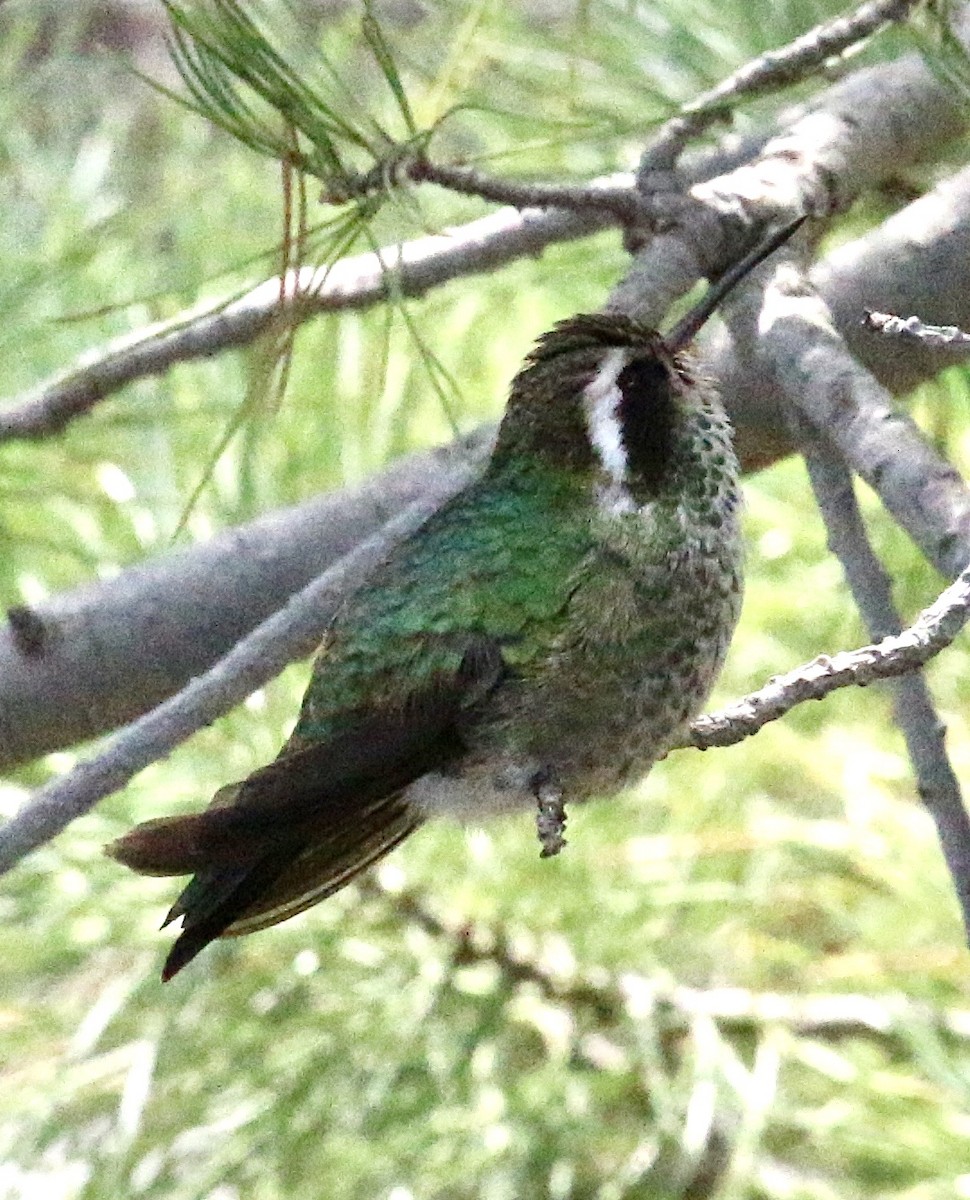 White-eared Hummingbird - ML257129981