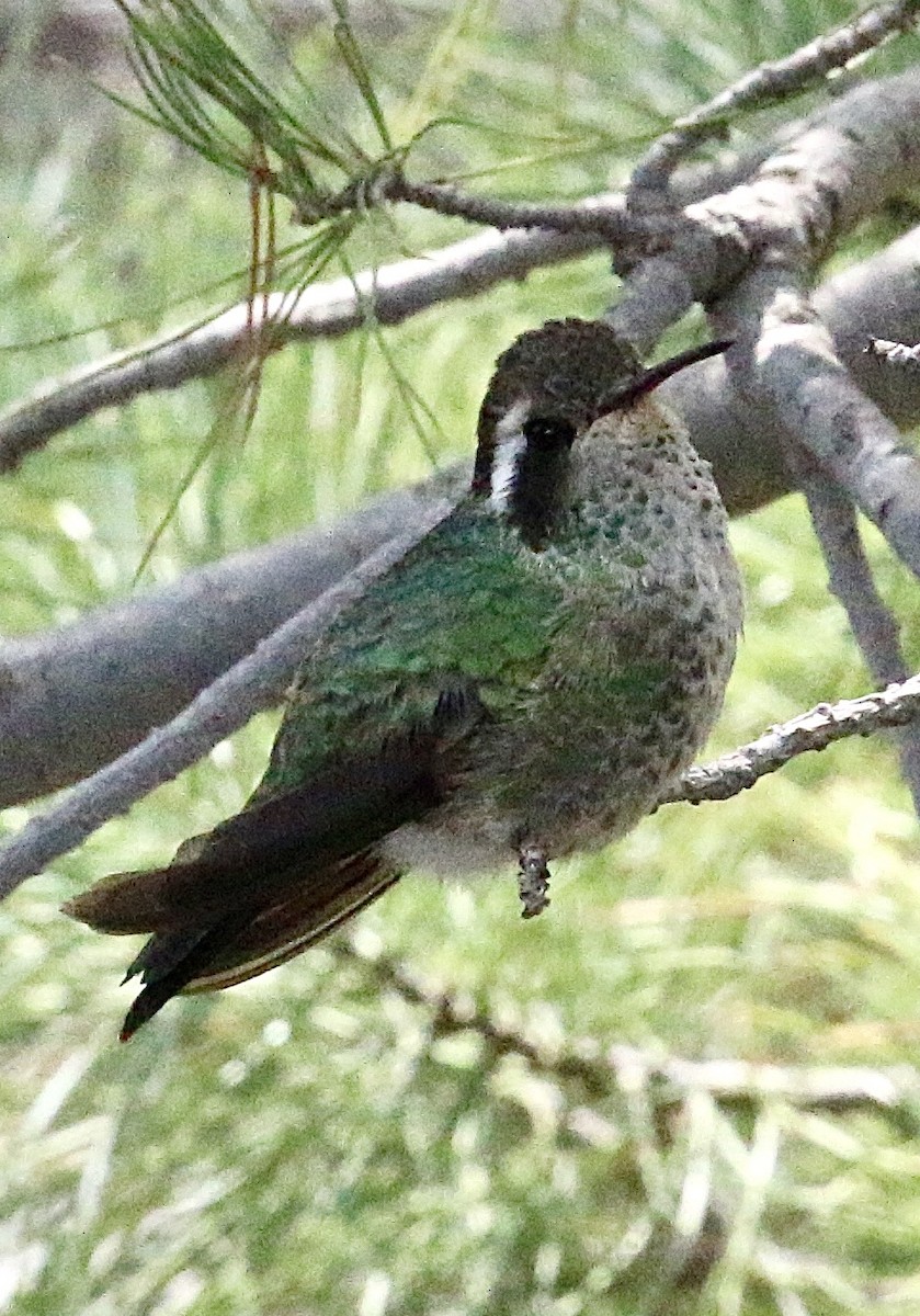 White-eared Hummingbird - ML257129991