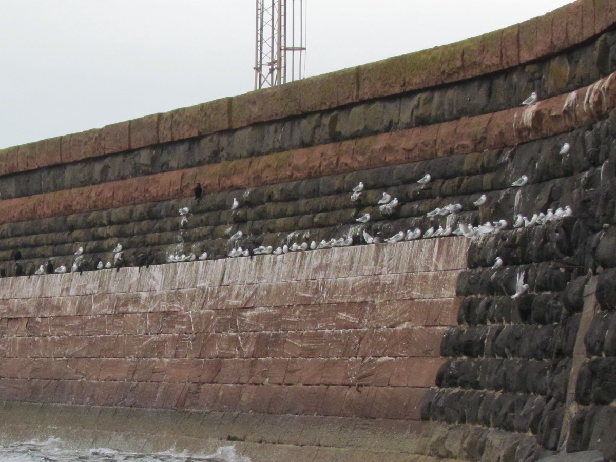 Black-legged Kittiwake - ML25713001