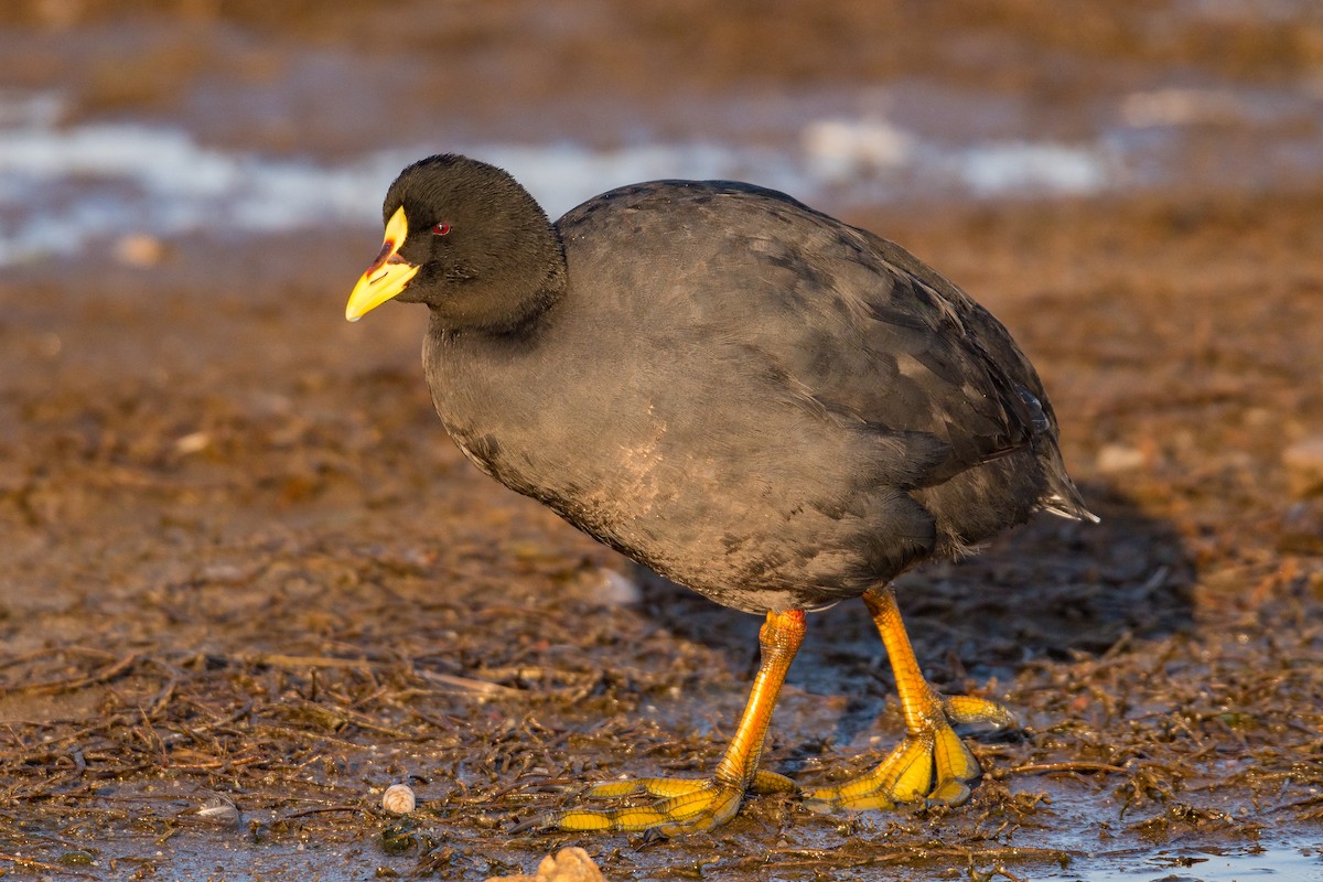 Red-gartered Coot - ML257130361