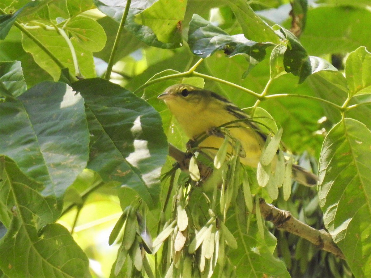 Cerulean Warbler - ML257130971