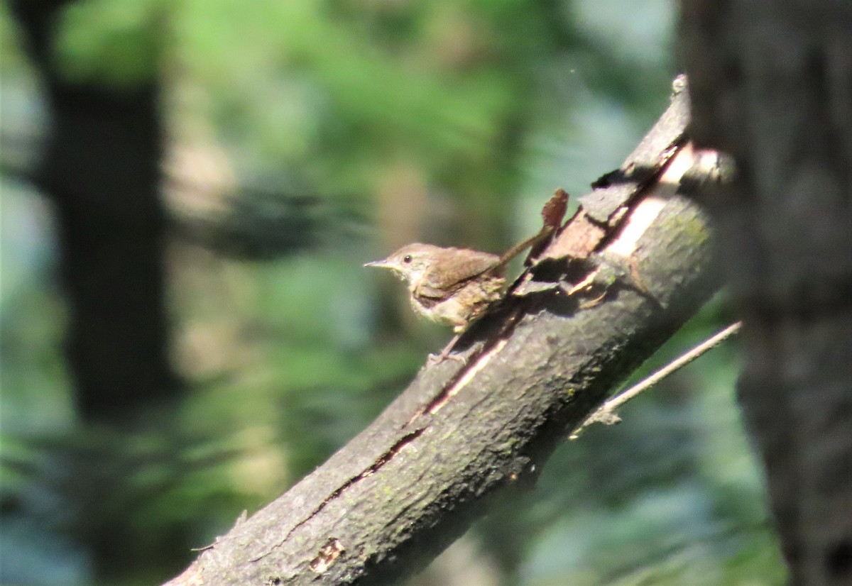 House Wren - ML257131521