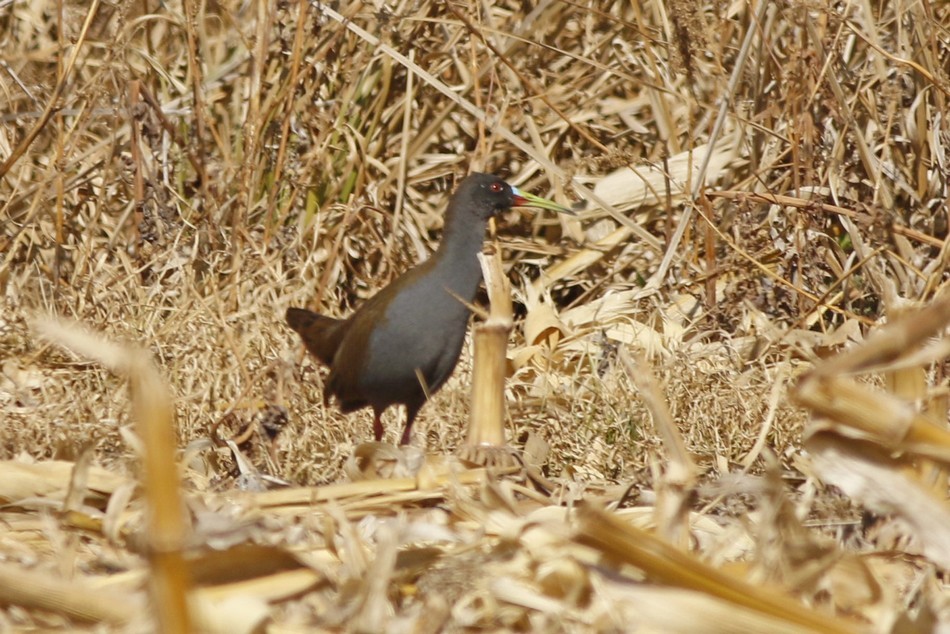 Plumbeous Rail - ML257132831