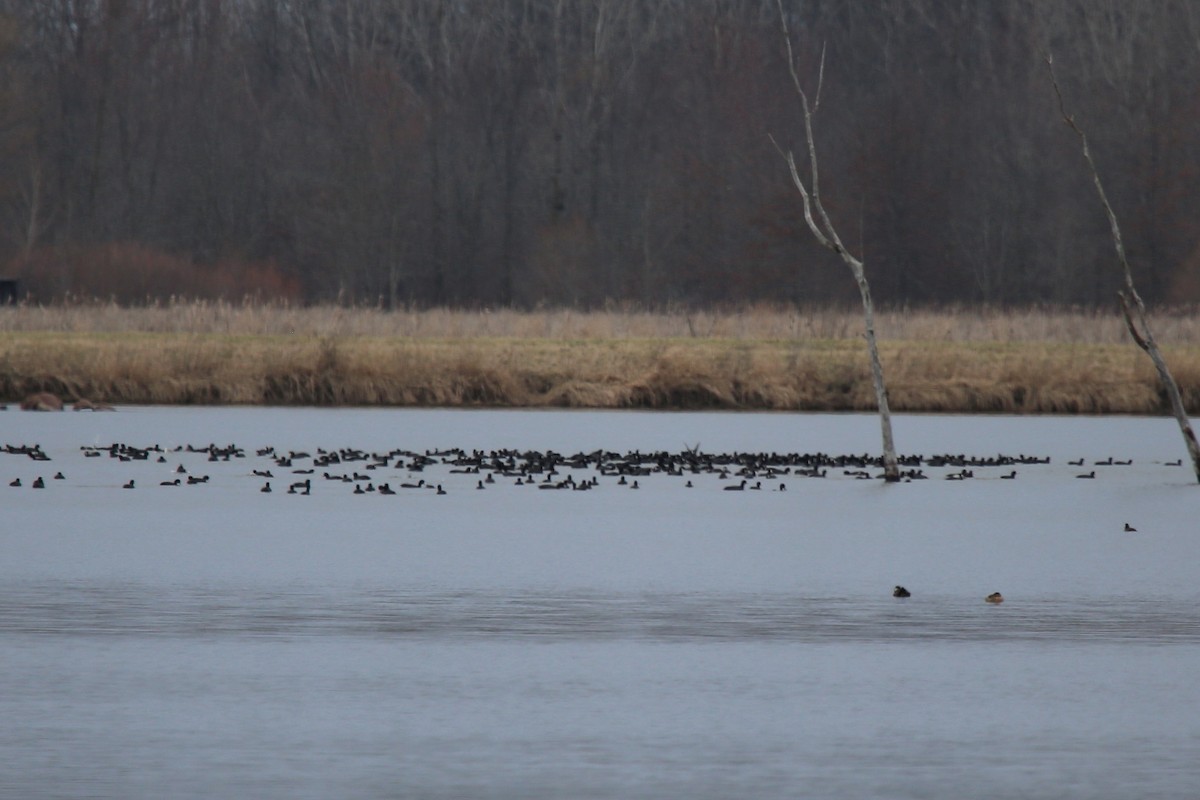 American Coot (Red-shielded) - Ron Sempier