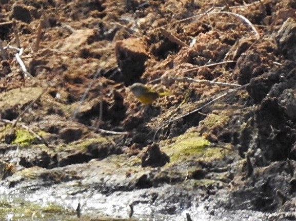 MacGillivray's Warbler - ML257133551