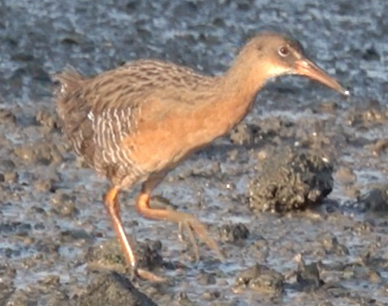 Ridgway's Rail - ML257134551