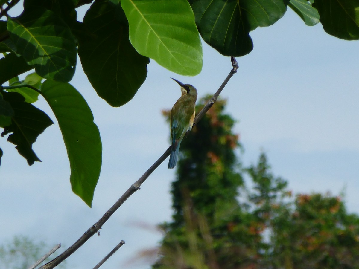 Blue-tailed Bee-eater - ML257135231