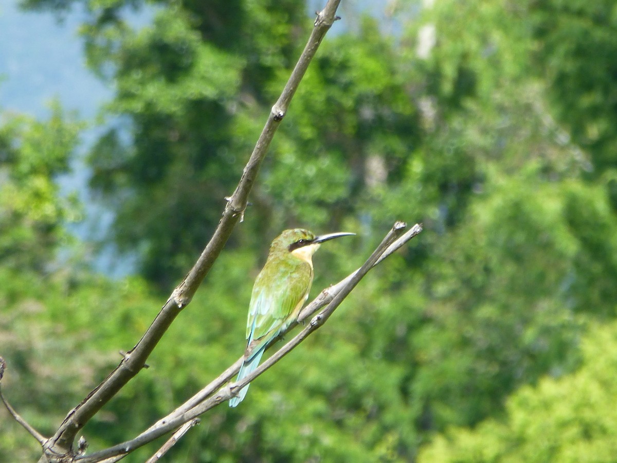 Blue-tailed Bee-eater - ML257135451