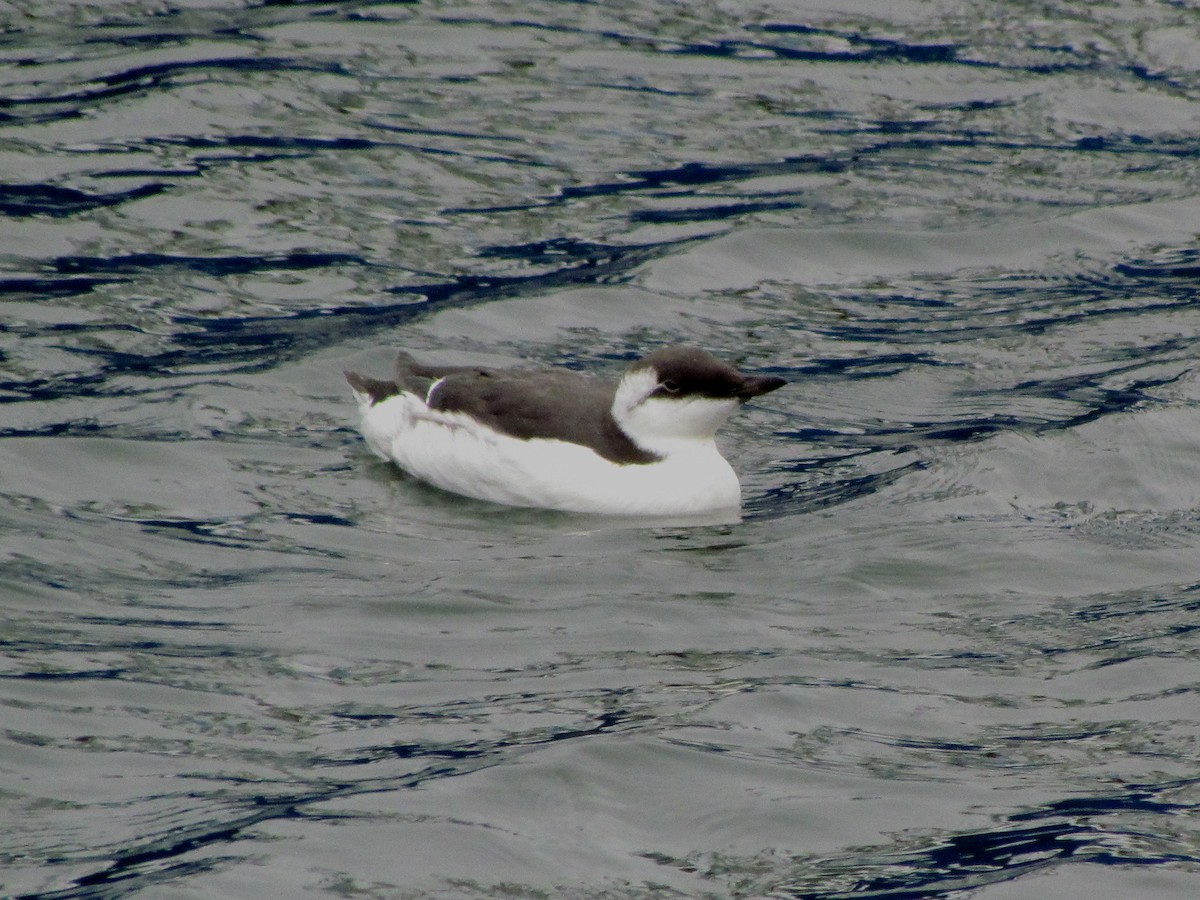 Common Murre - ML25713561