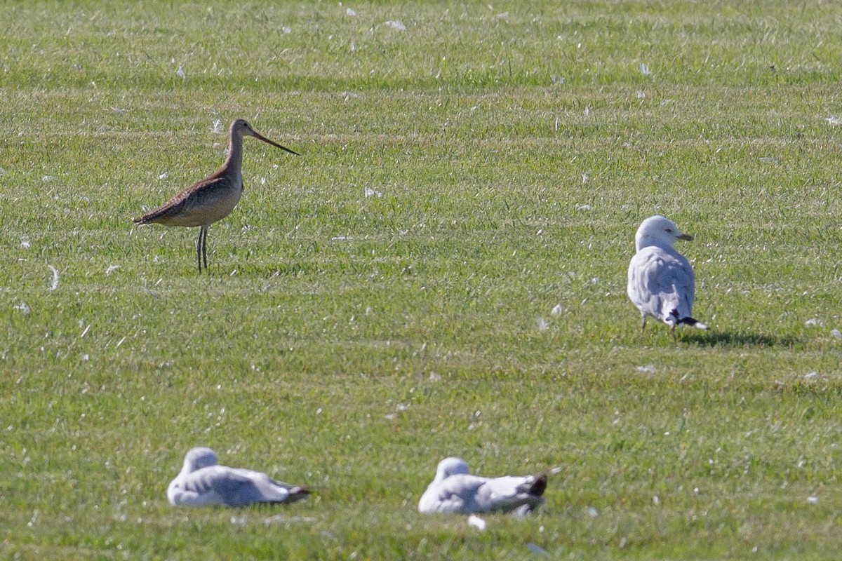 Marbled Godwit - ML257136031