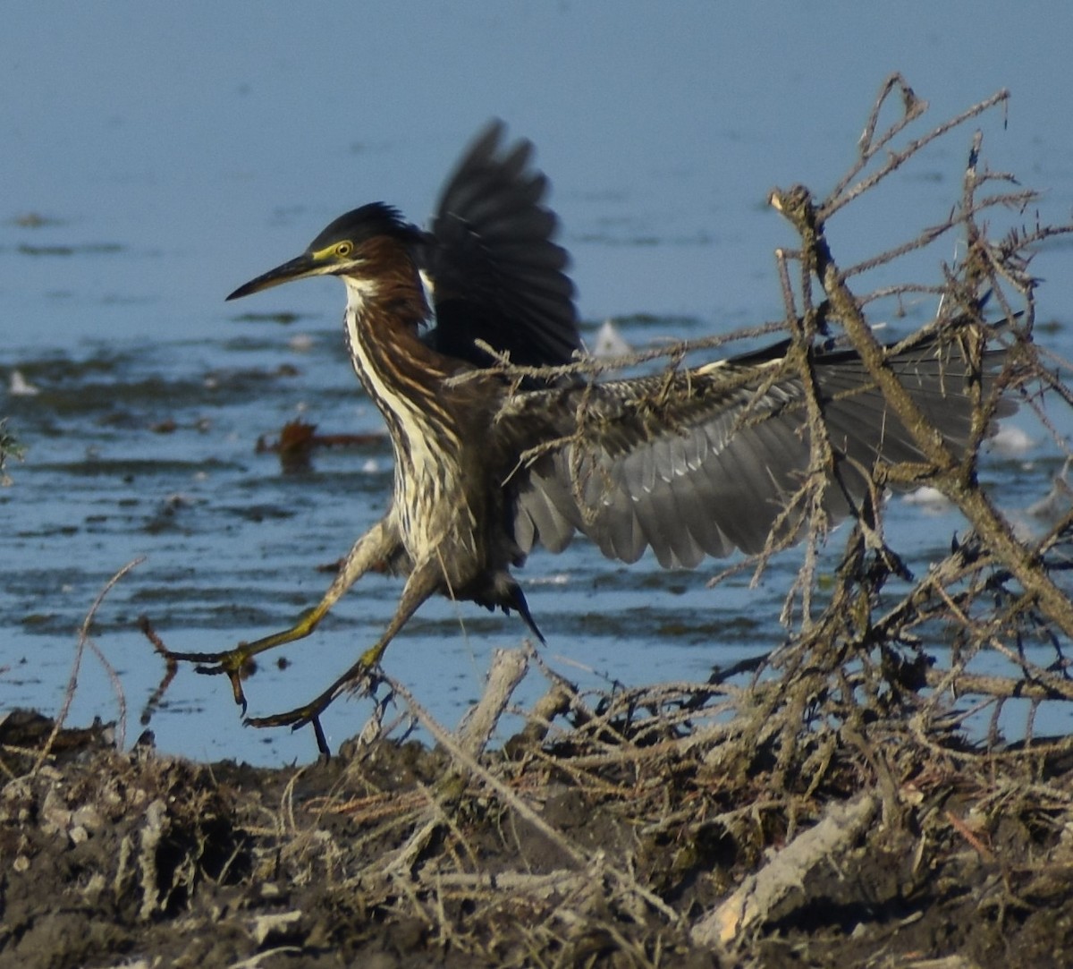 Green Heron - ML257136741