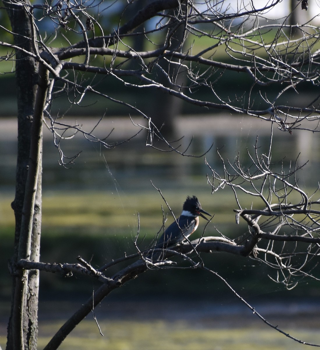 Belted Kingfisher - ML257137561