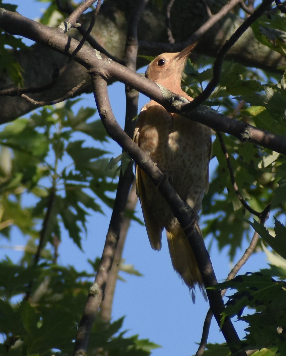 Northern Flicker - ML257137751