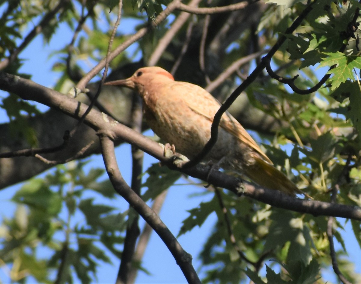 Northern Flicker - ML257137761