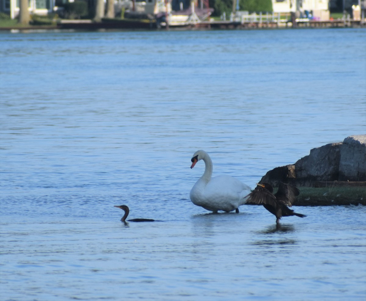 Mute Swan - ML257138971