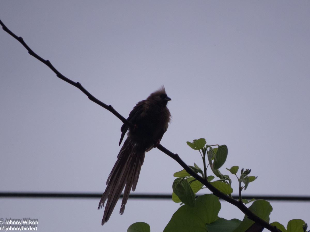 Speckled Mousebird - ML257139301