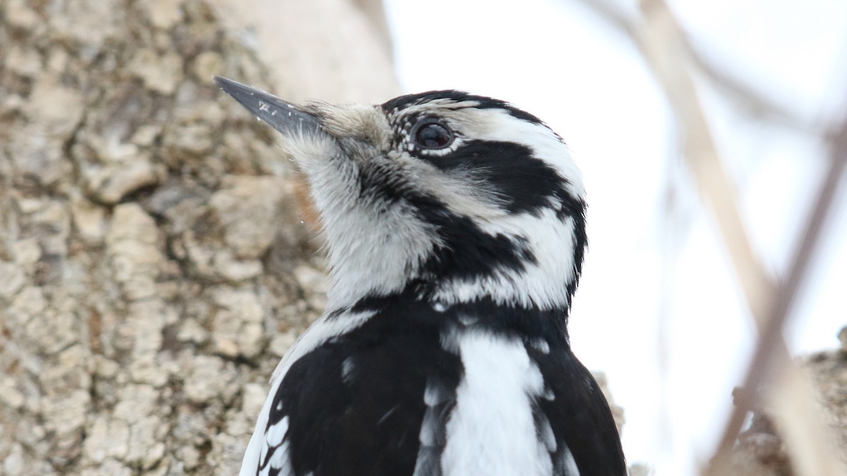 Hairy Woodpecker - ML25713941