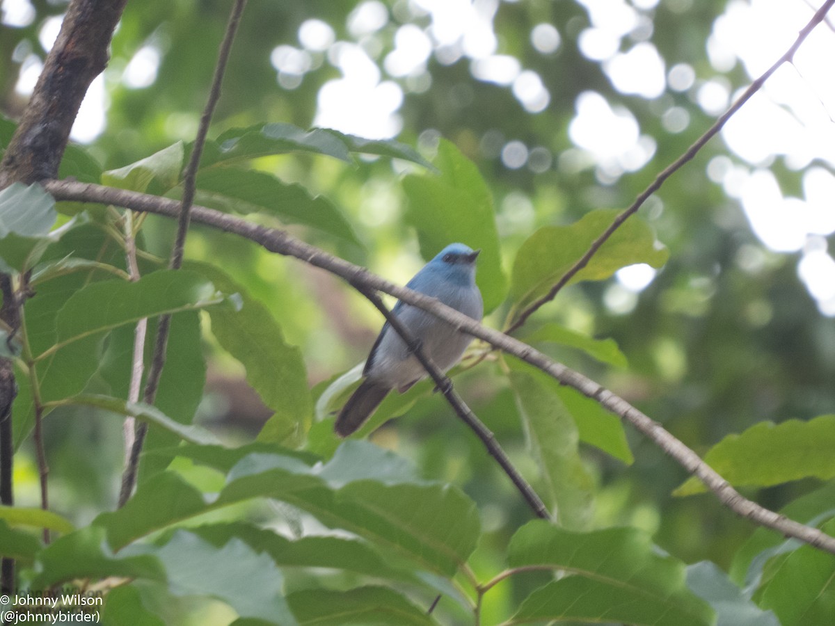 African Blue Flycatcher - Johnny Wilson