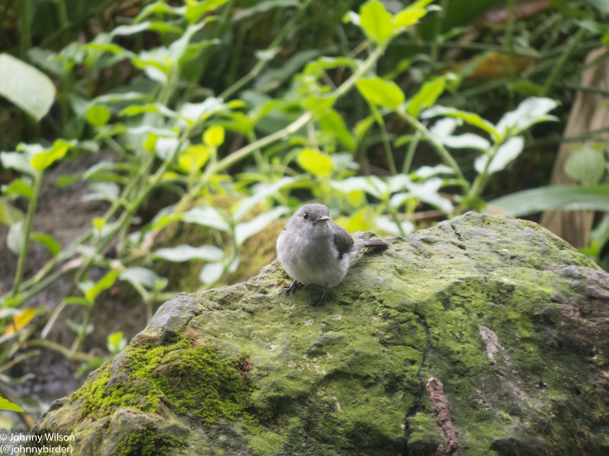 Cassin's Flycatcher - ML257139441