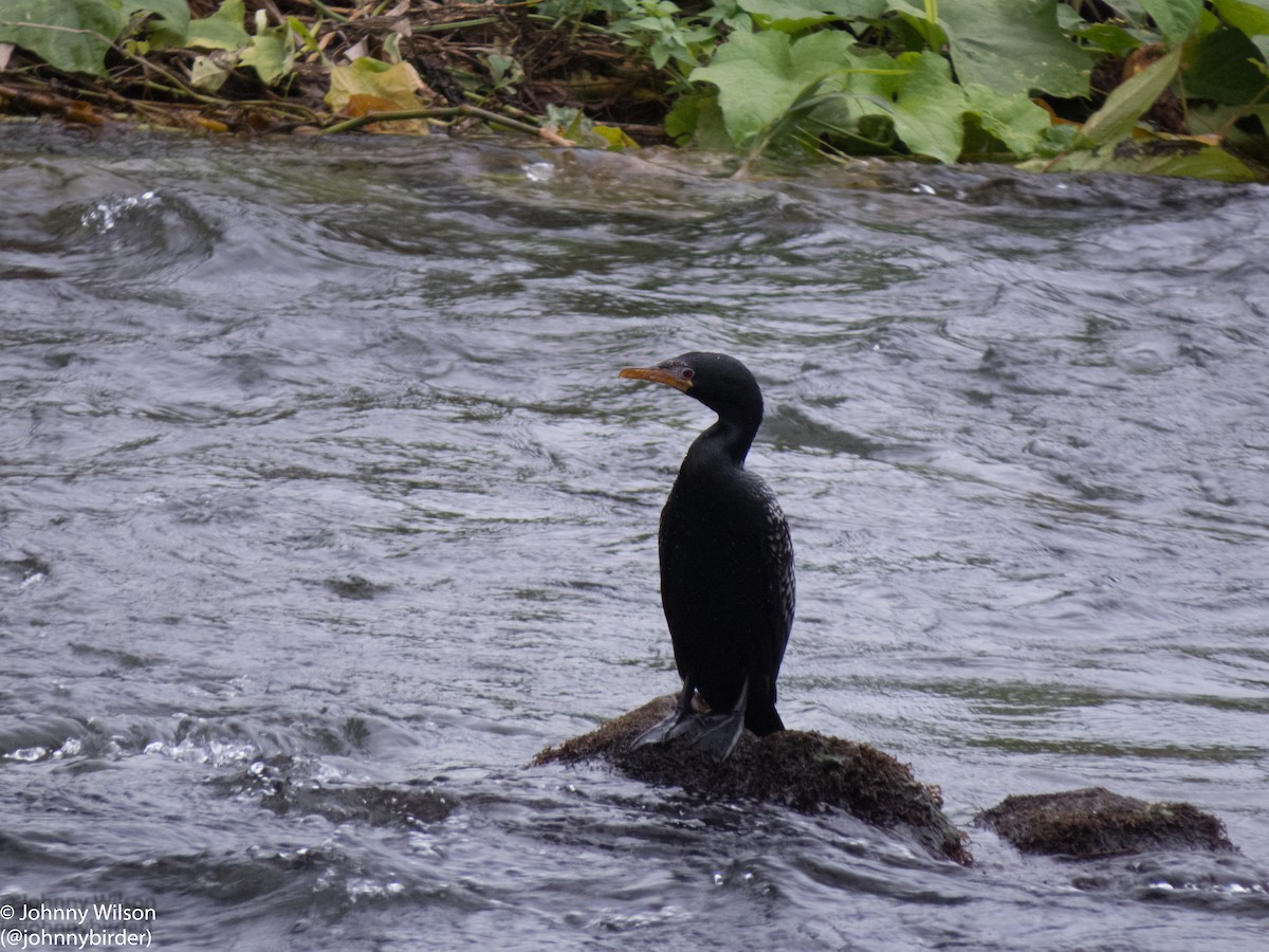 Long-tailed Cormorant - ML257139781