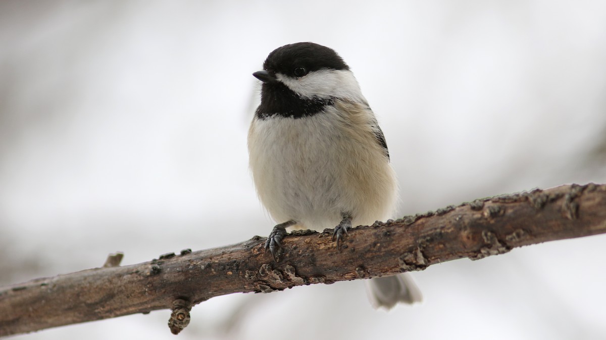 Black-capped Chickadee - ML25714001