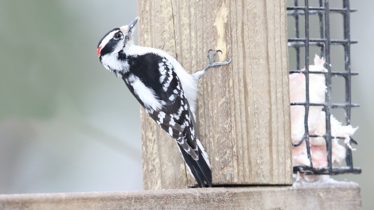 Downy Woodpecker - ML25714091