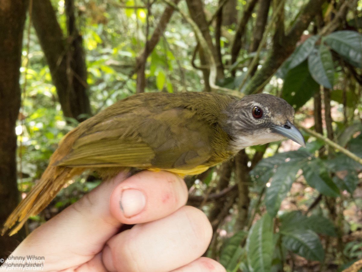 White-bearded Greenbul - ML257141091