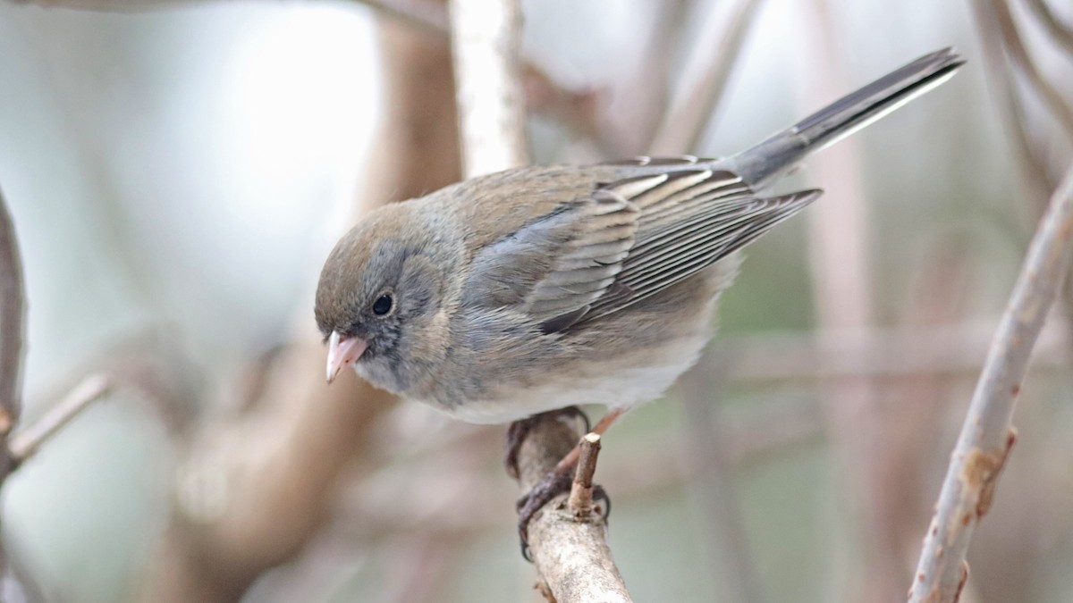 Junco Ojioscuro - ML25714111