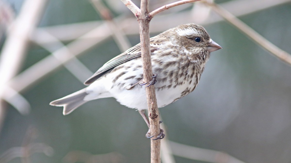 Purple Finch - ML25714151