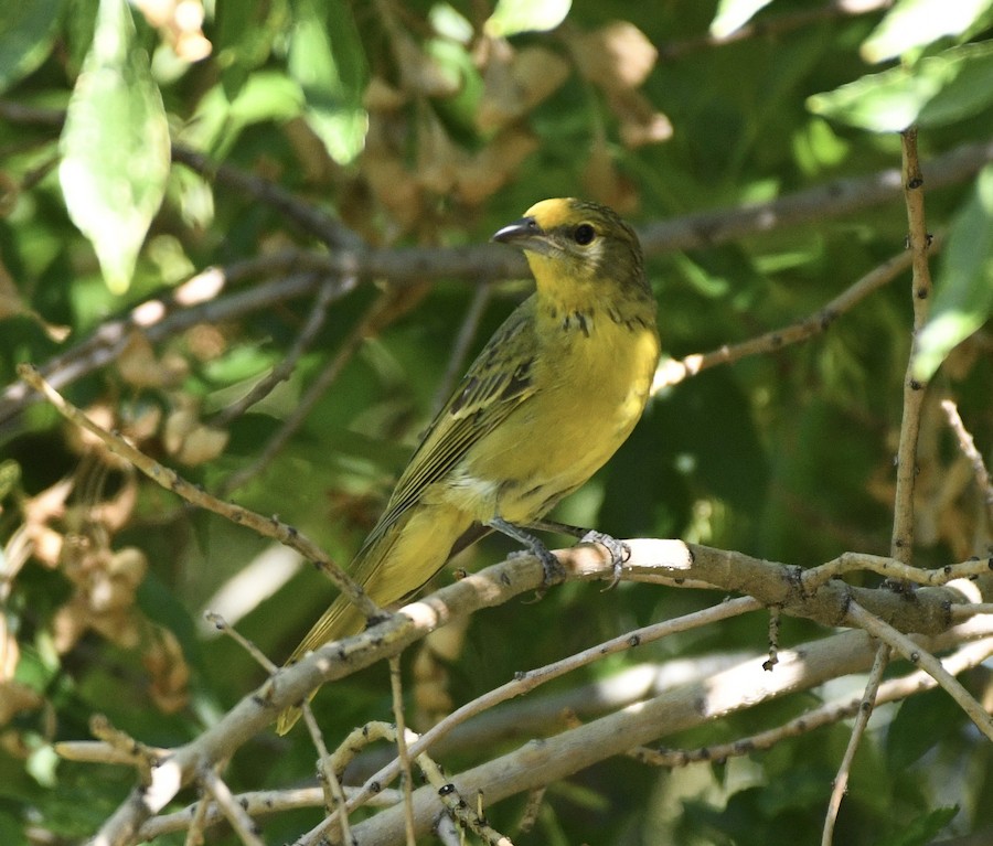 tanager sp. (Piranga sp.) - eBird