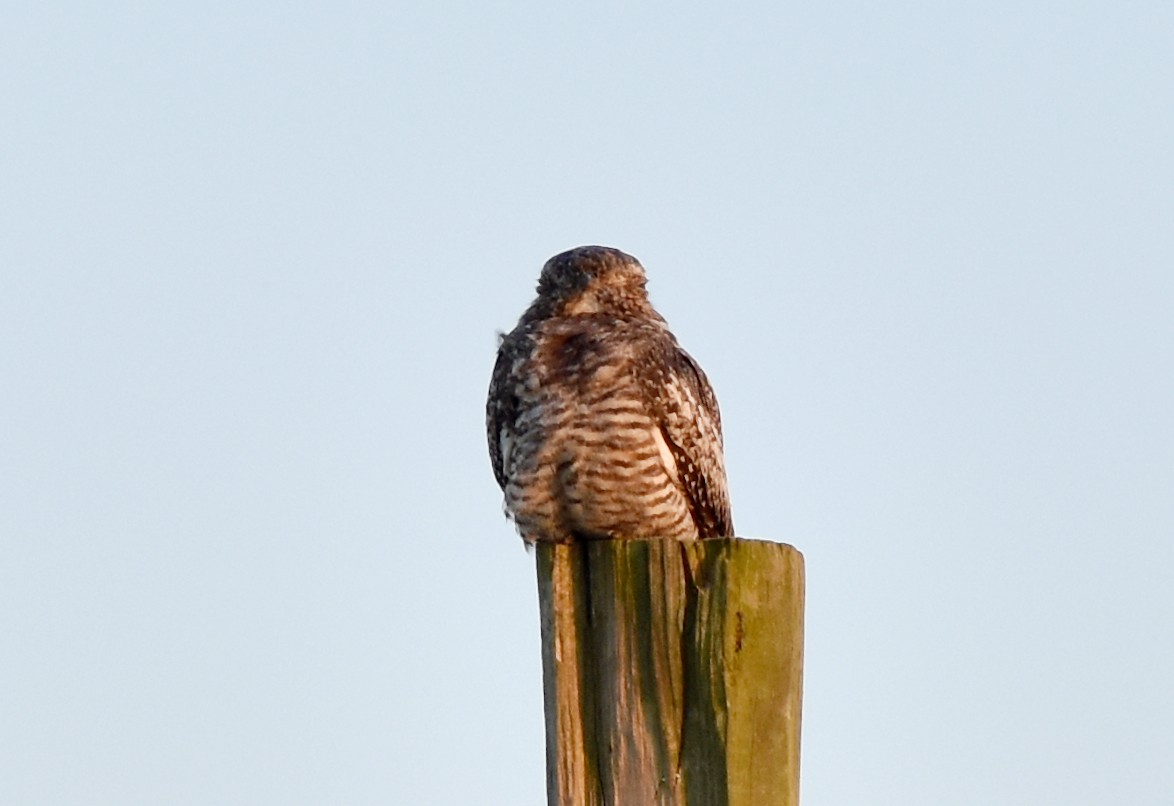 Common Nighthawk - ML257141741