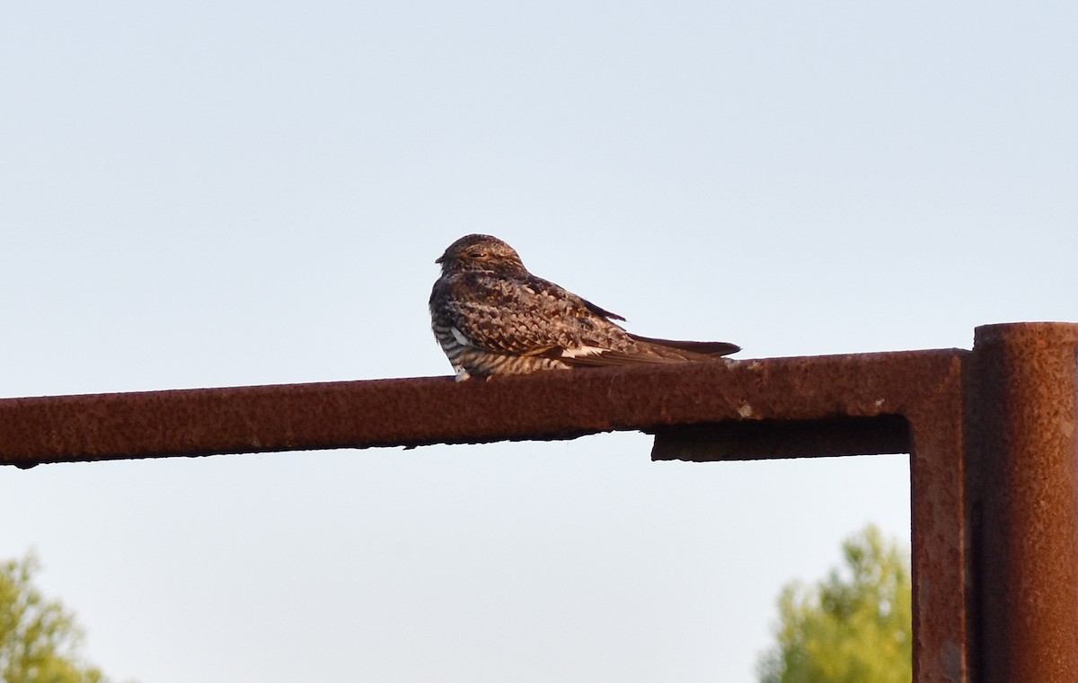 Common Nighthawk - ML257141971