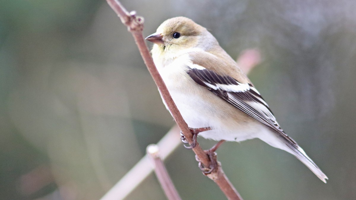 American Goldfinch - ML25714291