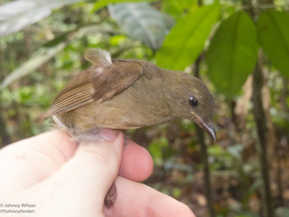 Little Greenbul - ML257142961